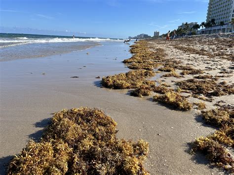 Is there seaweed in destin now. Things To Know About Is there seaweed in destin now. 